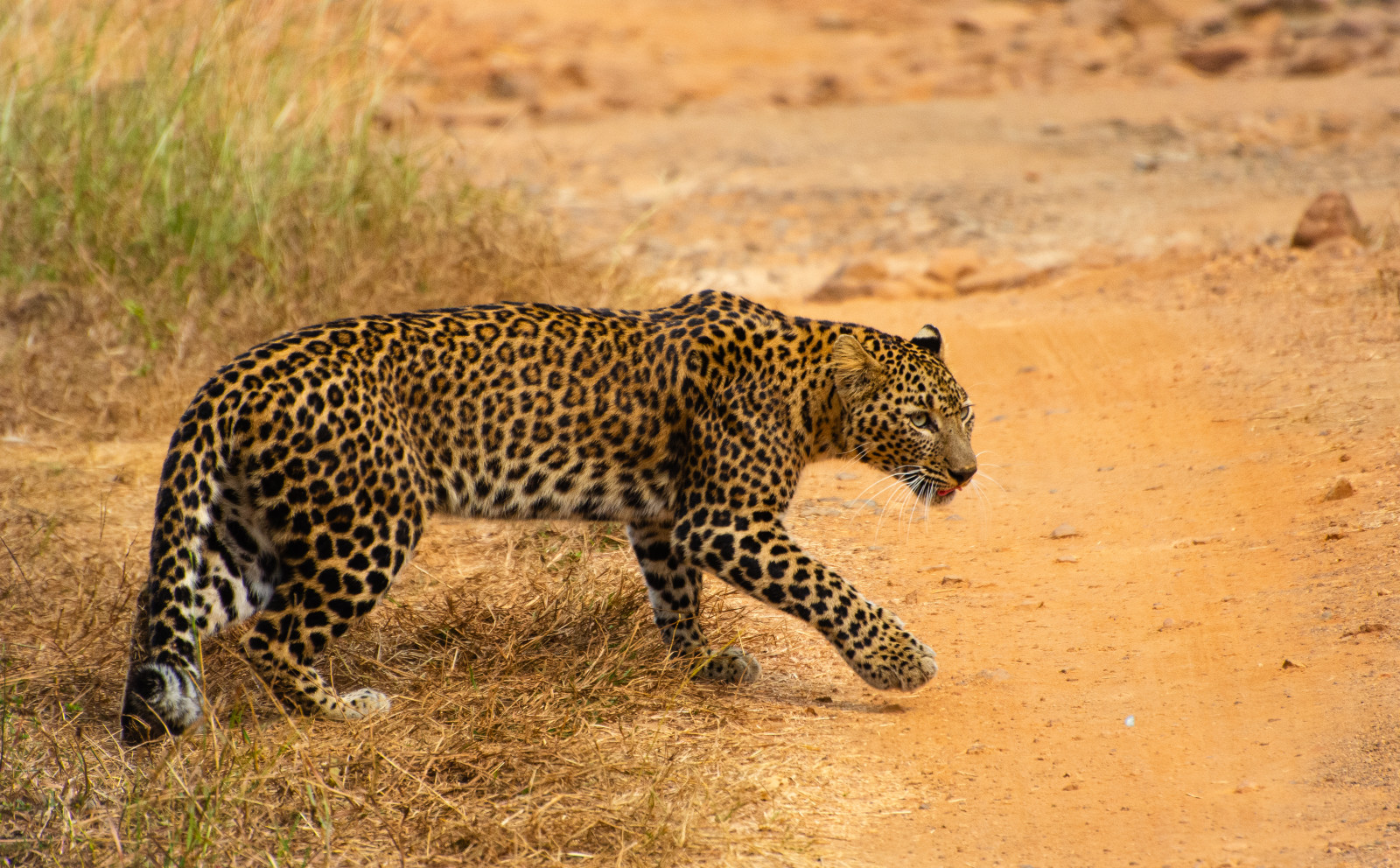 A Indian leopard walking to a pathway with green grass in the background - Trees N Tigers, Tadoba